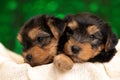 Two small yorkshire terrier dogs hugging each other Royalty Free Stock Photo