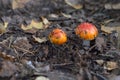 Two Small Young Amanita Mushrooms In City Park In Siberia.