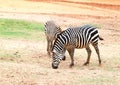 Two small zebra eating grass Royalty Free Stock Photo
