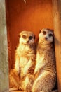 Two smiling meerkat sitting in their cage Royalty Free Stock Photo