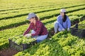 Two smiling young female workmates harvesting green lettuce