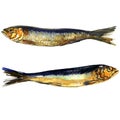 Two smoked sprats fish closeup isolated, watercolor illustration on white Royalty Free Stock Photo