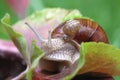 Two snail Royalty Free Stock Photo