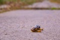 Two Snail creep on a suburban road after rain