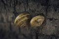 Two snail shell detail attached to a tree trunk ,macro detail, selective focus Royalty Free Stock Photo