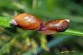 Two snails Royalty Free Stock Photo