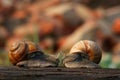 Two snails Royalty Free Stock Photo