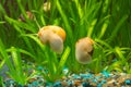 Two snails Ampularia yellow and brown striped glass aquarium