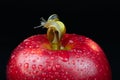 Two snails on an apple Royalty Free Stock Photo