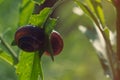 Two snails attached to one leaf Royalty Free Stock Photo