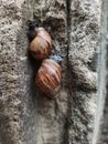 A two snails claimb the wall Royalty Free Stock Photo