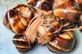 Two snails climbs on collected snails in bucket Royalty Free Stock Photo