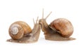 Two snails communicate with each other isolated on white background Royalty Free Stock Photo