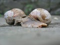 Two snails crawl to each other for a meeting.