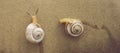 Two snails crawling on a brown wall Royalty Free Stock Photo