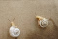 Two snails crawling on a cardboard wall Royalty Free Stock Photo