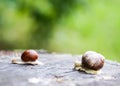 Two snails crawling in summer day in garden