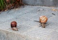 Two snails crawling towards each other. Royalty Free Stock Photo