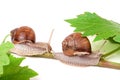 Two snails crawling on the vine with leaf white background Royalty Free Stock Photo