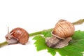 Two snails crawling on the vine with leaf white background Royalty Free Stock Photo