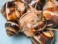 Two snails crawls on collected snails in bucket Royalty Free Stock Photo