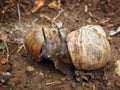 Two snails cuddling looking at each other Royalty Free Stock Photo