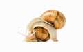 Two snails Royalty Free Stock Photo