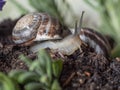 Two snails in the earth