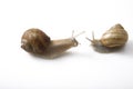 Two snails face to face, communication concept Royalty Free Stock Photo