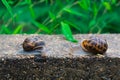Two snails facing on a wall Royalty Free Stock Photo