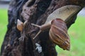 Two Snails Family Crawling On A Wet Tree After Rains Royalty Free Stock Photo