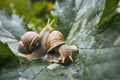 Two snails in garden