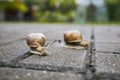 Two snails in garden