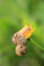 Two snails Royalty Free Stock Photo