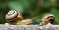 Two snails in a garden Royalty Free Stock Photo