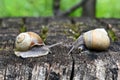 Two snails in the garden Royalty Free Stock Photo