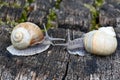 Two snails in the garden Royalty Free Stock Photo