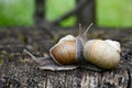 Two snails in the garden Royalty Free Stock Photo