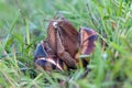 Two snails Helix pomatia mate for procreation Royalty Free Stock Photo