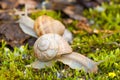 Two snails after rain - close up Royalty Free Stock Photo