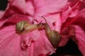 Two Snails on a Hibiscus flower Royalty Free Stock Photo