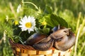 Two snails hug in basket Royalty Free Stock Photo
