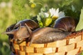 Two snails hug in basket Royalty Free Stock Photo