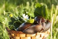 Two snails hug in basket Royalty Free Stock Photo