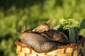 Two snails hug in garden Royalty Free Stock Photo