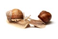 Two snails are kissing on a white background. Isolated. The concept of relationships, love Royalty Free Stock Photo