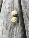 Two snails kissing on a wooden gray box Royalty Free Stock Photo