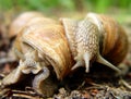 Two snails in love Royalty Free Stock Photo