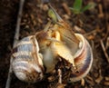 Two snails in love Royalty Free Stock Photo