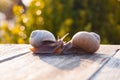 Two snails love. Royalty Free Stock Photo